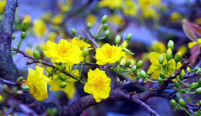 Sắc hoa xuân là một trong những biểu tượng phổ biến nhất của Việt Nam trong mùa xuân. Chúng tôi có một bức ảnh rực rỡ đầy màu sắc của hoa xuân Việt Nam để bạn có cơ hội chiêm ngưỡng vẻ đẹp thần tiên của nó. Hãy xem và cảm nhận sự tươi trẻ của mùa xuân với bức ảnh này.